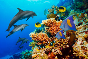 Dyr, Delfin, Delfiner, Fisk, Koralrev, Koraller, Tropefisk, Hav, Vand
