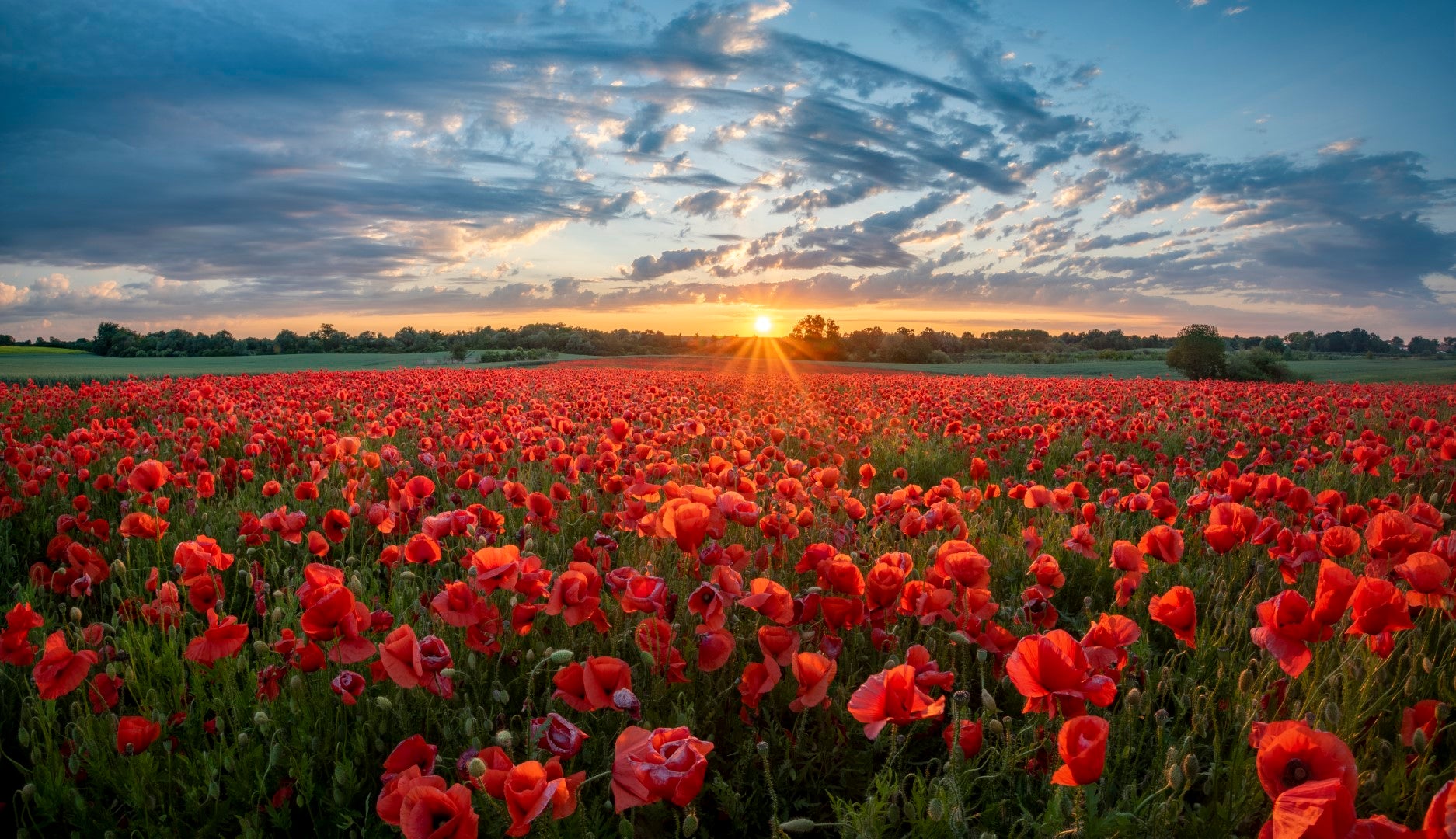 Natur, Landskab, Blomster, Blomstereng, Valmue, Valmuer, Valmuemark, Solopgang, Solnedgang, Himmel, Skyer,