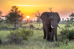 Dyr, Elefant, Træer, Himmel, Solopgang, Solnedgang, Natur