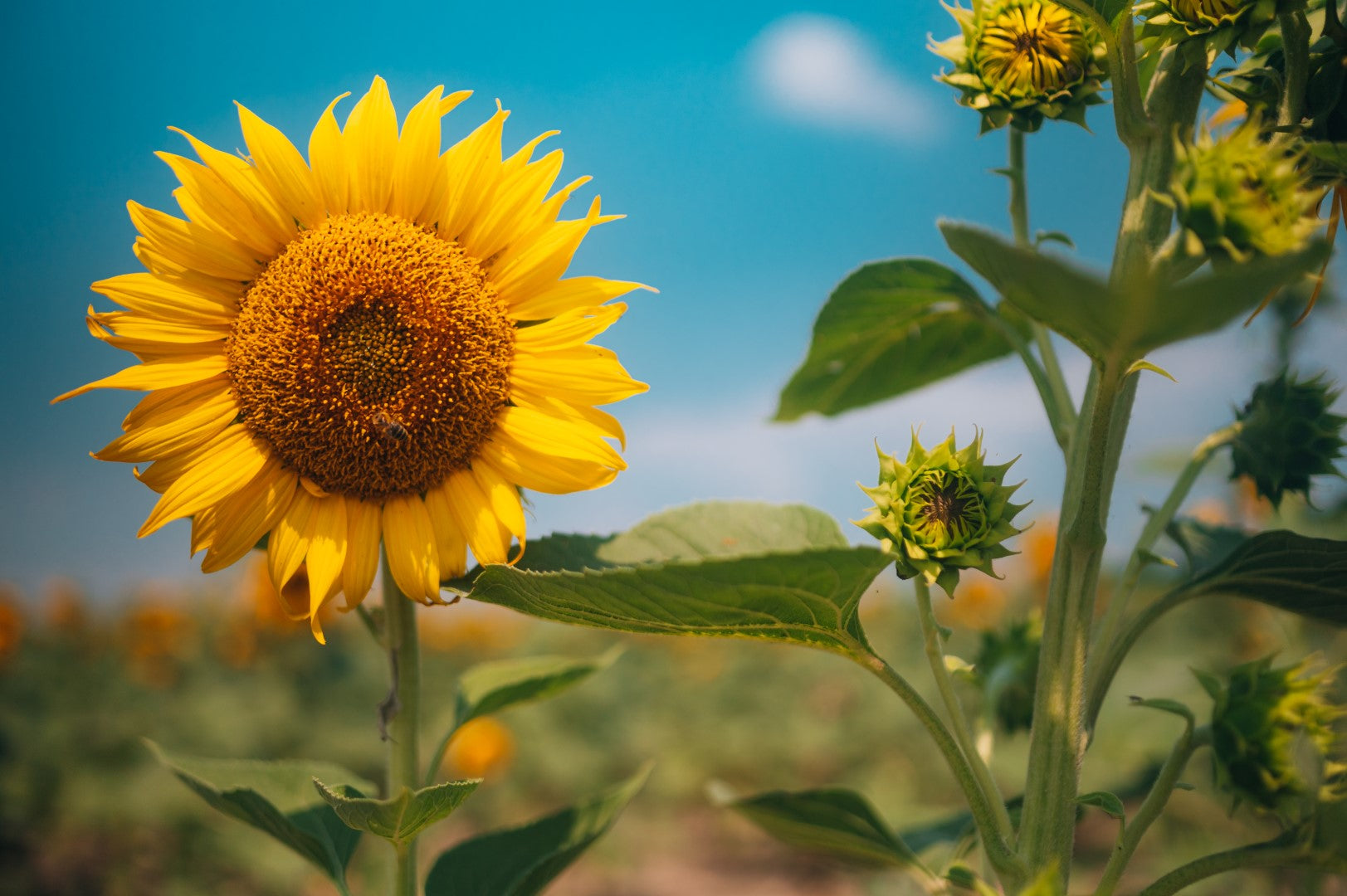 Natur, Solsikke, Solsikker, Himmel, Blomst, Solskin, Mark, Solsikkemark