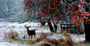 Dovhjort i ett snöigt landskap
