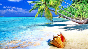 Conch på en tropisk strand