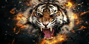 Tiger i attack