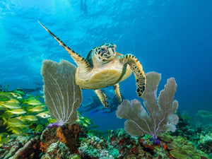 Diamond paint af en skildpadde omgivet af blåt hav, fisk og koralrev.