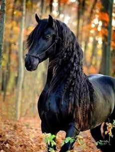 Diamond paint af en sort hest med krøllet manke i en skov med efterårsløv.