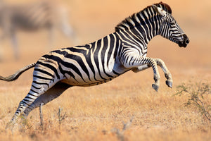 Diamond paint af en zebra i spring på savannen. 