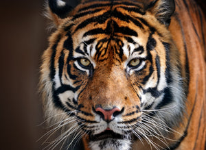 Diamond painting af tiger. Taget forfra og tæt på. Grønne øjne og lyserød snude.