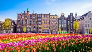 Diamond paint af tulipanmark foran historiske bygninger. Farverige tulipaner og blå himmel.