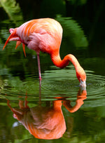 Diamond painting-motiv af lyserød og orange flamingo, der står på ét ben og bøjer halsen ned i grønt vand med smukt spejlbillede og ringe i vandoverfladen.